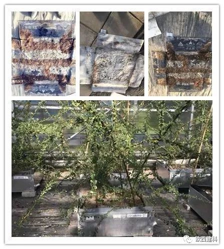 【喜大普奔】歐西建科耐根穿刺防水卷材順利通過北京園林所檢測！